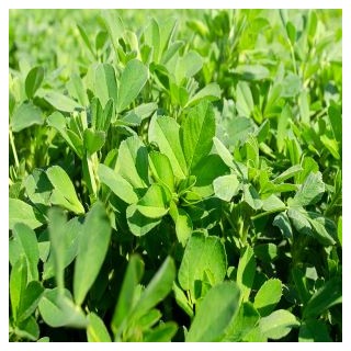 Alfalfa