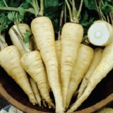 All American Parsnip