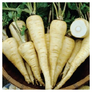 All American Parsnip