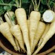 All American Parsnip