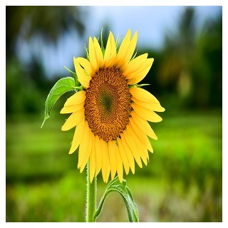 Sunspot Sunflower