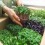 10 VARIETY Microgreen Starter Package