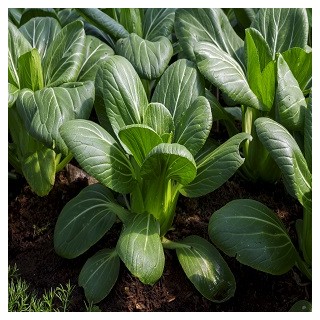 Golden Acre Cabbage