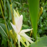 Country Gentlemen Corn