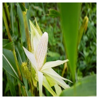 Country Gentlemen Corn