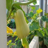 Waltham Butternut Squash