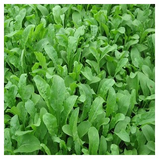 Arugula
