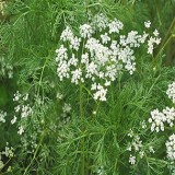 Caraway