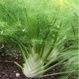 Florence Fennel