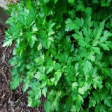 Italian Giant Parsley