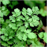 Leisure Coriander