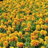 French Marigold