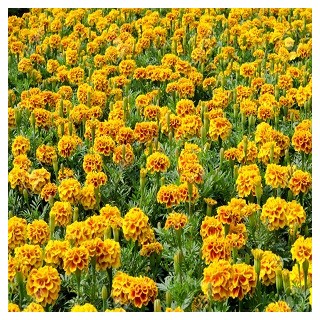French Marigold
