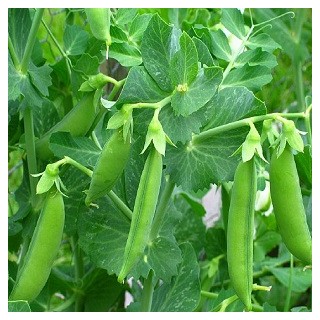Sugar Snap Pea