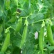 Sugar Snap Pea