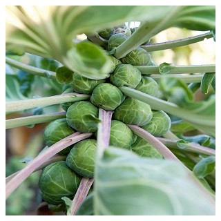 Long Island Brussels Sprouts