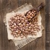 Bush Mexican Pinto Bean