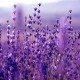 Lavender Vera