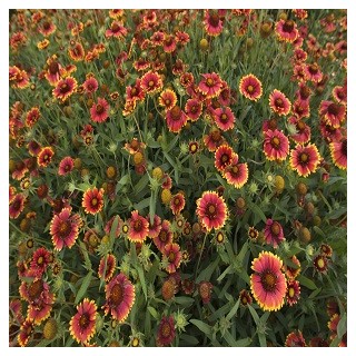 Painted Daisy