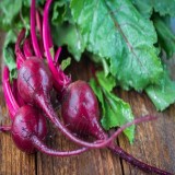Detroit Dark Red Beet