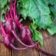 Detroit Dark Red Beet