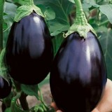 Black Beauty Eggplant