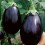 Black Beauty Eggplant