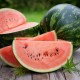 Crimson Sweet Watermelon