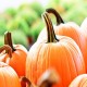 Connecticut Field Pumpkin