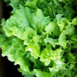 Black Seeded Simpson Lettuce