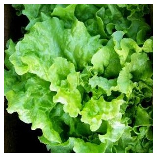 Black Seeded Simpson Lettuce