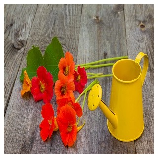 Nasturtium