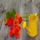 Nasturtium