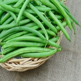 Blue Lake Bush Bean