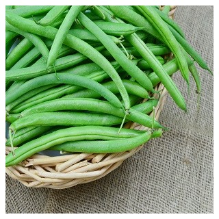 Blue Lake Bush Bean