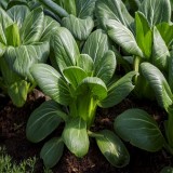 Bok Choy