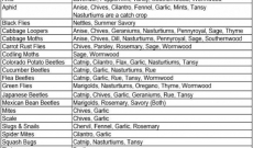 COMPANION HERB PLANTS THAT HELP REPEL PESTS