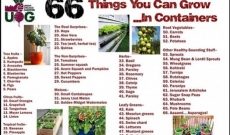 CONTAINER GARDENING FOR YOUR FALL GARDEN