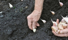 PLANT YOUR GARLIC IN OCTOBER